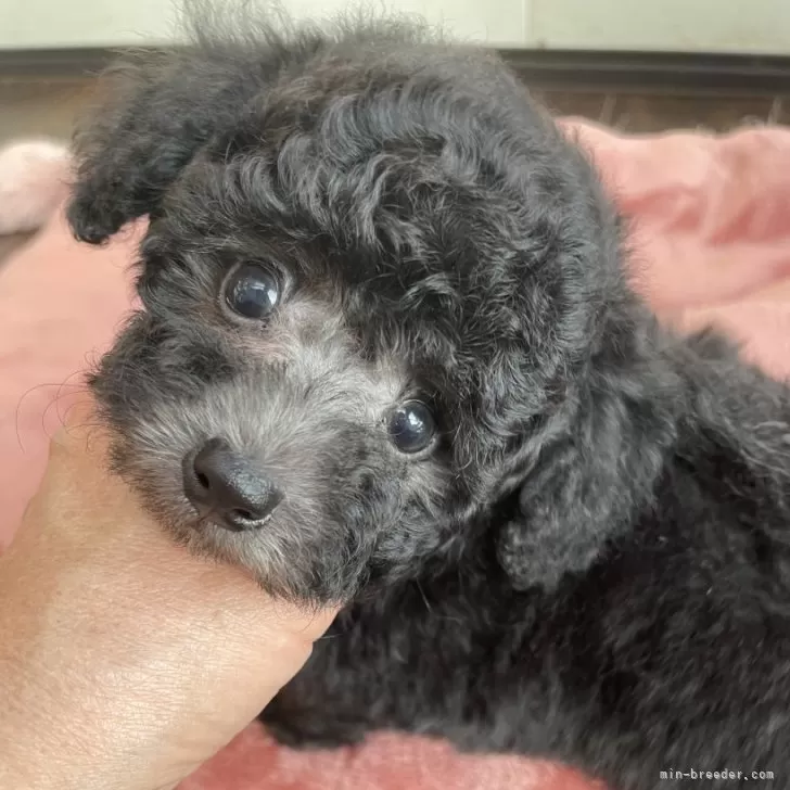ID：2501-00765の子犬