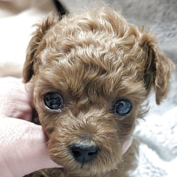 トイプードル(タイニー)【福岡県・男の子・2025年11月3日・オレンジフォーン若しくはアプリコット】の写真「綺麗好きおトイレちゃんとするんです😍」