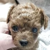 タイニープードル