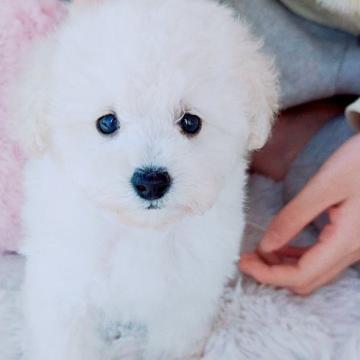 トイプードル(タイニー)【福岡県・男の子・2022年11月4日・ホワイト】の写真「良血統、小さめです。」