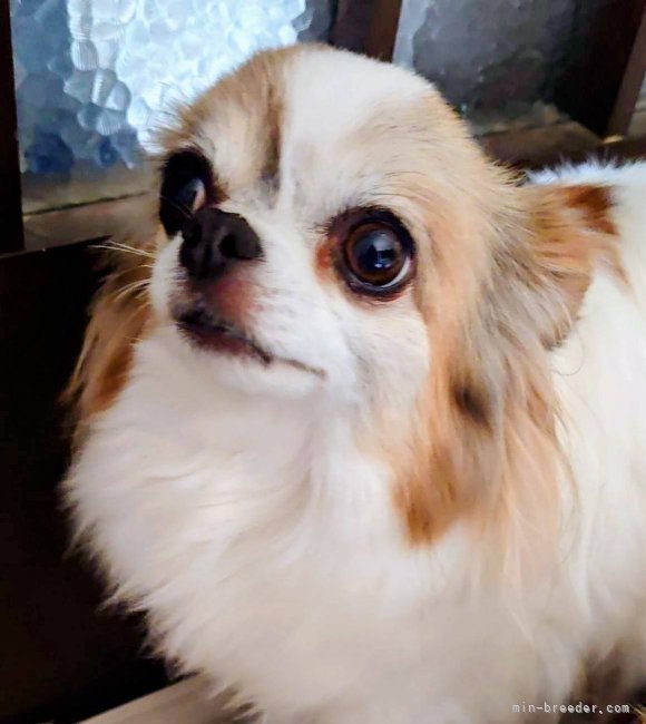 チワワ(ロング)【・女の子・2019年3月9日・ホワイト】