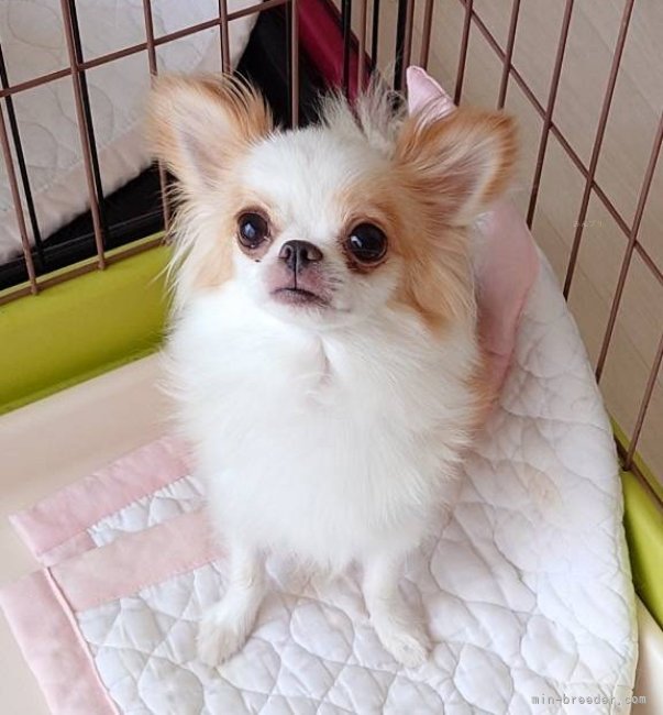 チワワ(ロング)【・女の子・2021年10月12日・オレンジ＆ホワイト】