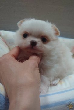 チワワ(ロング)【東京都・男の子・2022年3月7日・ホワイト】の写真「★チャンピオン直子★ 尻尾フリフリで元気な男の子」