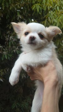 チワワ(ロング)【東京都・女の子・2021年3月15日・クリーム&ホワイト】の写真「チャンピオン直子の女の子♪」