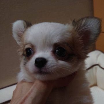 チワワ(ロング)【東京都・男の子・2023年5月15日・レッド&ホワイト】の写真「CH直子　アメリカ血統の男の子」