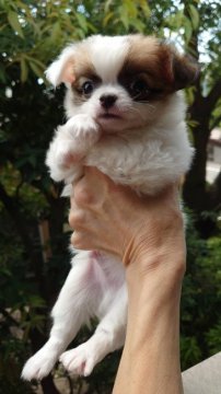 チワワ(ロング)【東京都・男の子・2021年6月25日・ホワイト&レッド】の写真「人懐っこく毛量豊かでアメリカタイプの男の子」