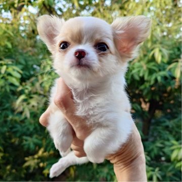 チワワ(ロング)【東京都・女の子・2024年6月28日・クリーム&ホワイト】の写真「優しい色合いのアメリカ血統の女の子」