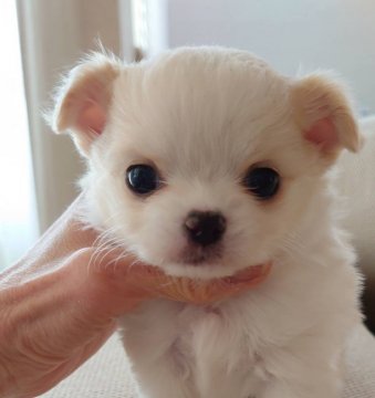 チワワ(ロング)【東京都・男の子・2021年1月18日・クリーム&ホワイト】の写真「人懐っこくて元気一杯な男の子」