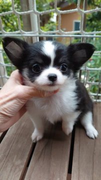 チワワ(ロング)【東京都・男の子・2020年8月31日・トライ(ブラック&ホワイト)】の写真「ショートバックで毛量豊かなアメリカタイプのチワワ」