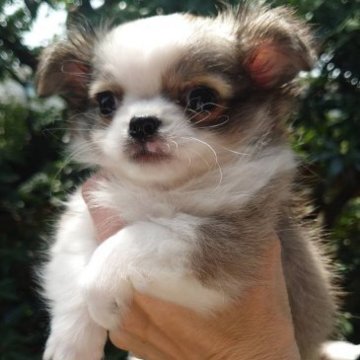 チワワ(ロング)【東京都・男の子・2023年2月21日・フォーン&ホワイト】の写真「CH直子、アメリカ血統の男の子」