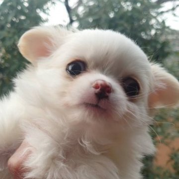 チワワ(ロング)【東京都・女の子・2022年12月8日・クリーム&ホワイト】の写真「チャンピオン直子★明るく物怖じしない女の子」