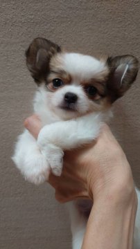 チワワ(ロング)【東京都・女の子・2021年7月18日・ホワイト&レッド】の写真「アメリカタイプのショートボディで構成の綺麗な女の子」