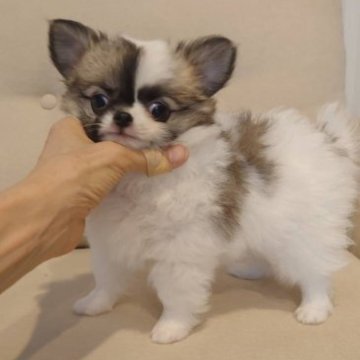 チワワ(ロング)【東京都・男の子・2023年5月15日・レッド&ホワイト】の写真「CH直子　アメリカ血統の男の子レッド＆ホワイト」