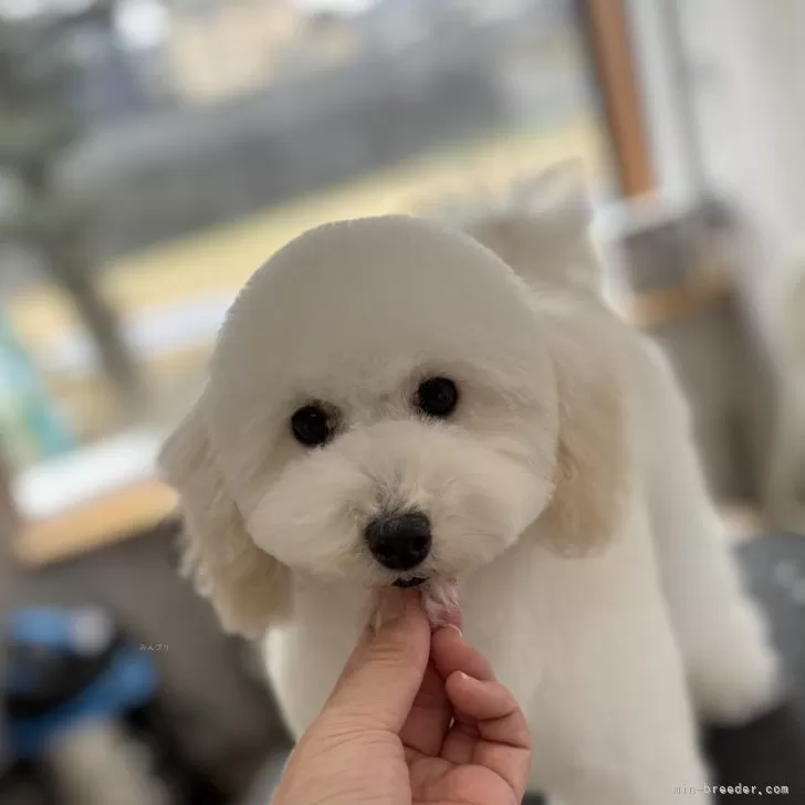 ID：2410-07217の子犬