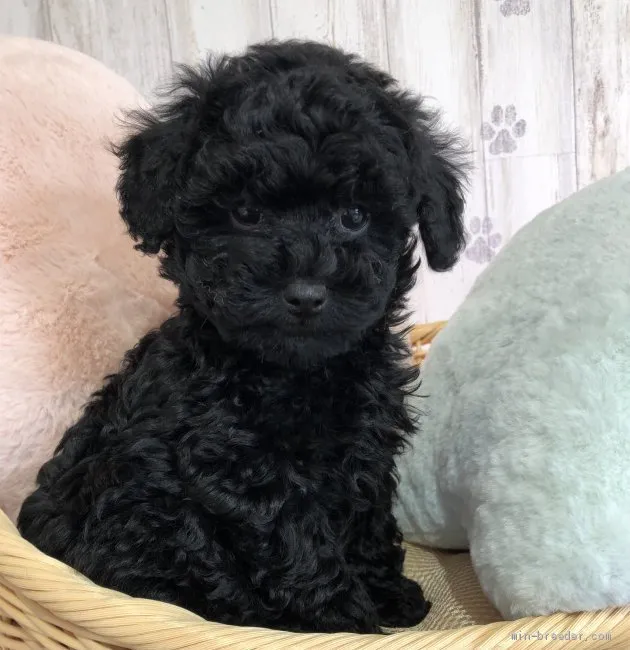 ID:2102-02446の子犬