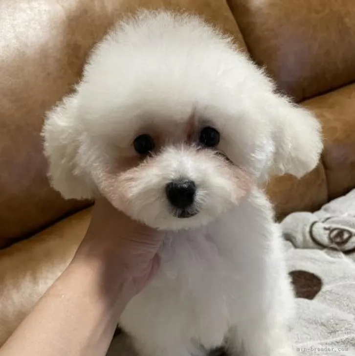 ID:2206-02958の子犬
