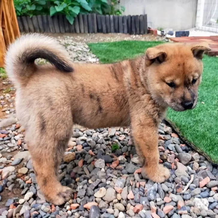 ID：2507-04841の子犬