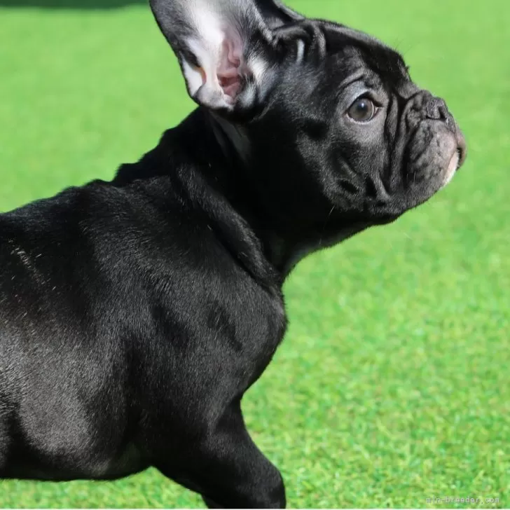 フレンチブルドッグ【愛知県・女の子・2025年8月6日・ブリンドル】の写真1「躍動感♪」