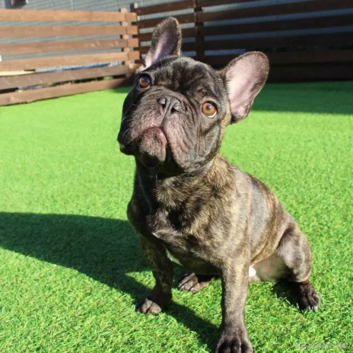 ID：2406-02066の子犬