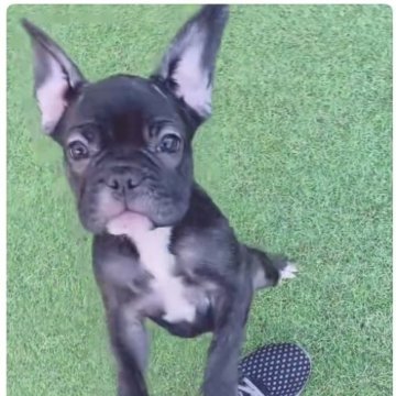 フレンチブルドッグ【愛知県・女の子・2025年8月6日・ブリンドル】の写真「当日のご見学OK！連れて帰れます。」