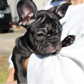 フレンチブルドッグ