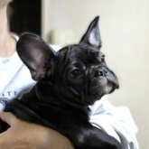 フレンチブルドッグ