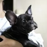 フレンチブルドッグ