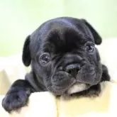 フレンチブルドッグ【愛知県・男の子・2025年8月6日・ブリンドル】の写真1