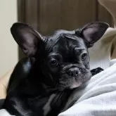 フレンチブルドッグ