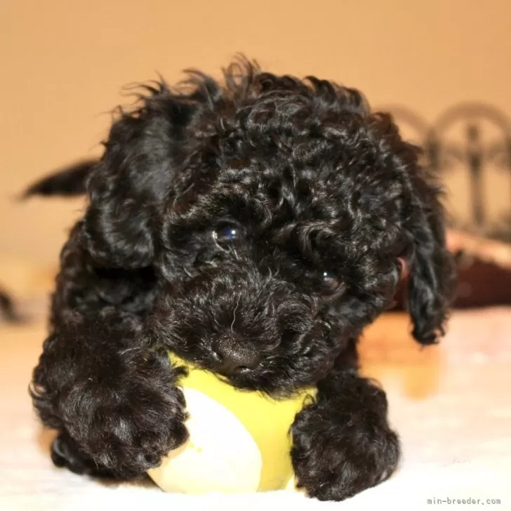 mk 様のお迎えした子犬