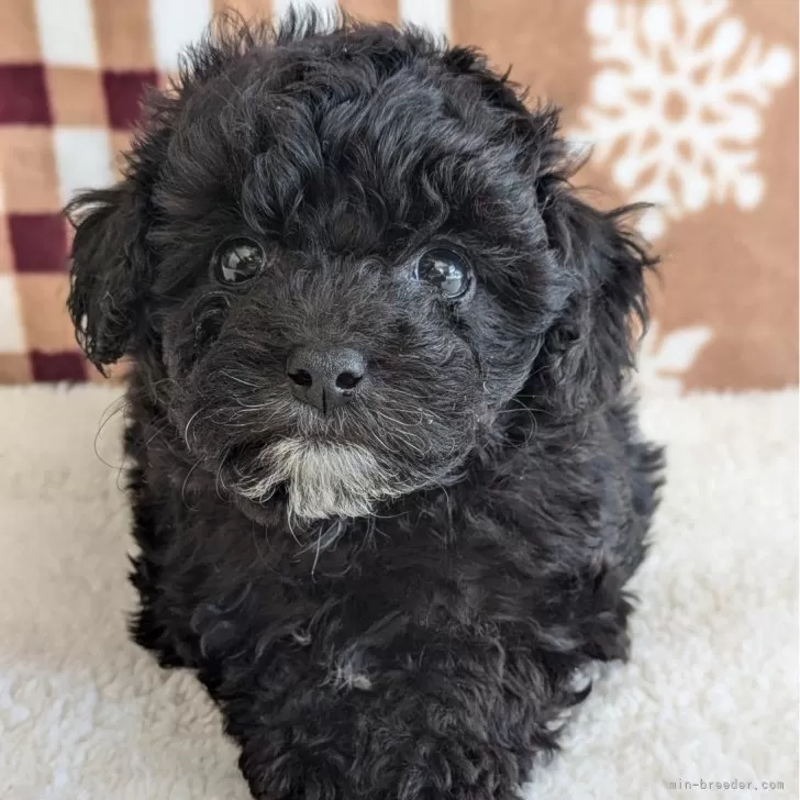 ID:2410-08075の子犬