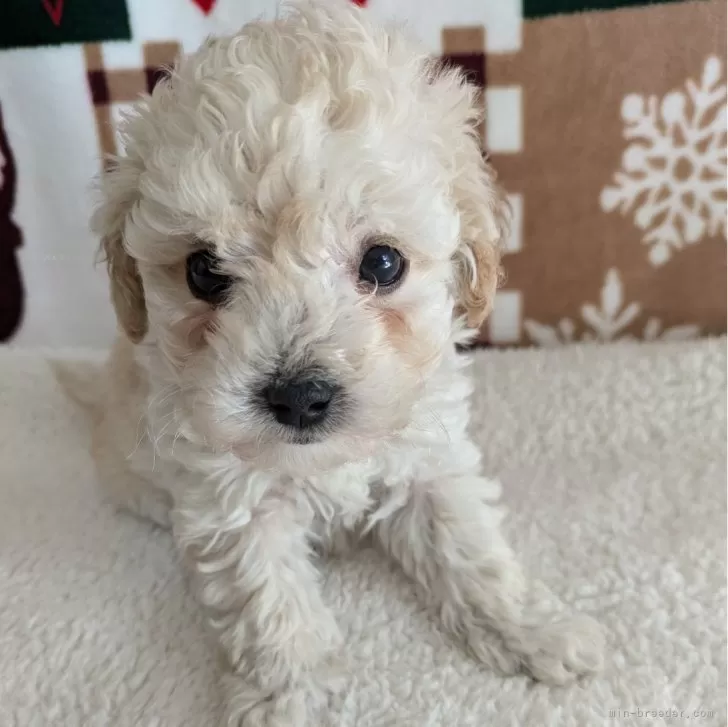 ID:2410-05775の子犬