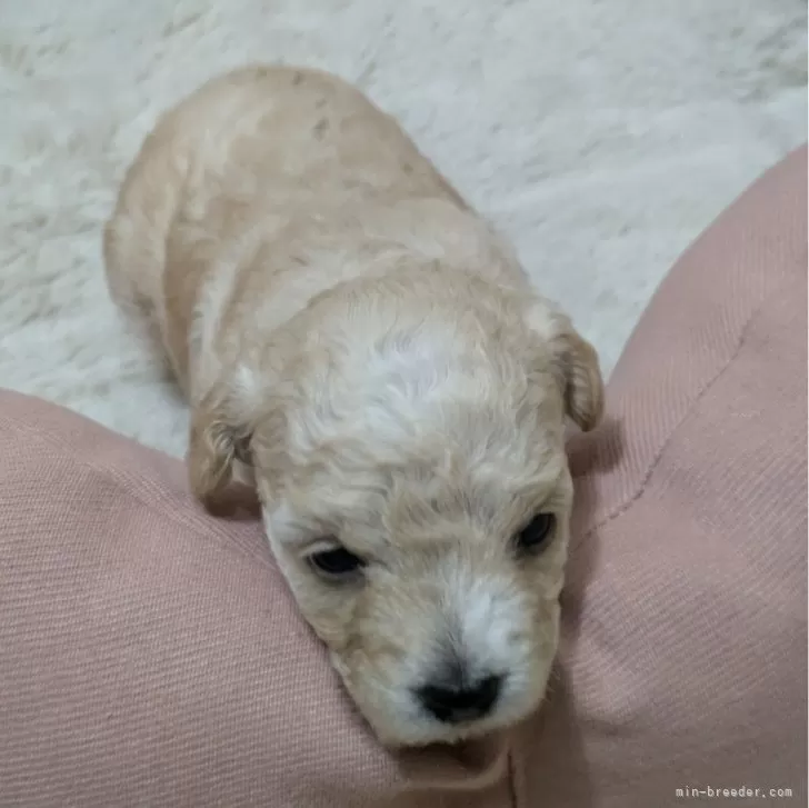 ID：2411-00550の子犬