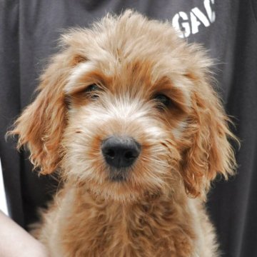 ゴールデンドゥードル(ゴールデンレトリバー×プードル)【栃木県・男の子・2025年5月25日・レッド】の写真「明朗活発な男の子です。すごく遊び好きです。」