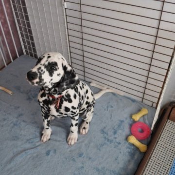 ダルメシアン【栃木県・女の子・2022年11月7日・ホワイト&ブラック】の写真「父犬は、JKCインターチャンピオンです。」