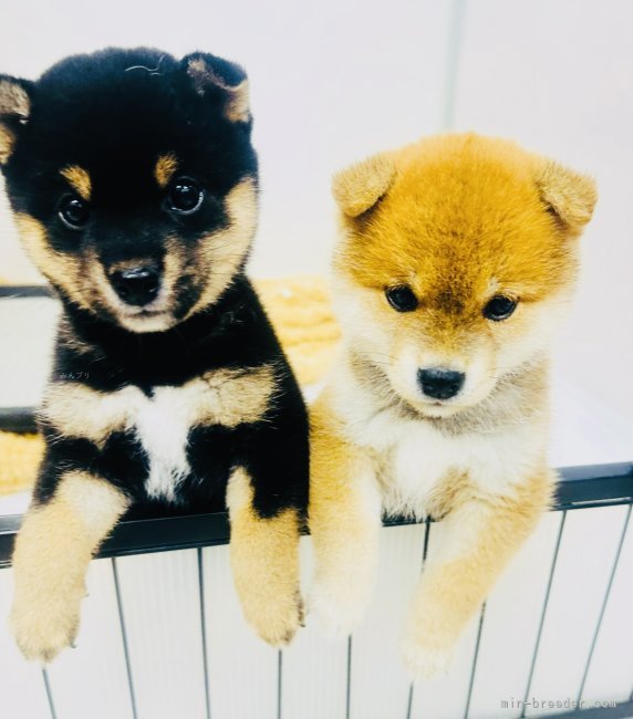 仲良し豆柴の兄妹🐾｜井上　朋之(いのうえ　ともゆき)ブリーダー(岐阜県・パグなど・JKC/KCJ登録)の紹介写真4