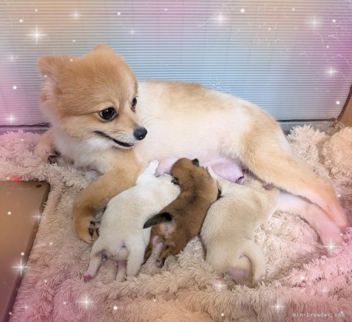 ポメラニアン　コッタちゃんママ子犬産まれました。男の子1頭・女の子2頭🐾｜井上　朋之(いのうえ　ともゆき)ブリーダー(岐阜県・パグなど・JKC/KCJ登録)の紹介写真5