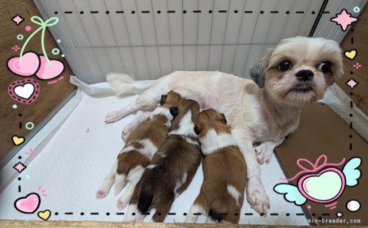 シーズー　どんぐりママ子犬産まれました。男の子1頭・女の子2頭🐾｜井上　朋之(いのうえ　ともゆき)ブリーダー(岐阜県・パグなど・JKC/KCJ登録)の紹介写真6