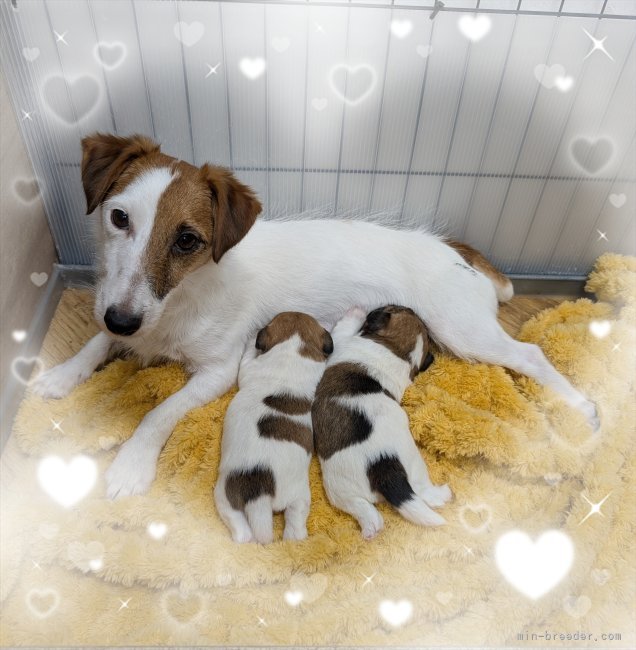 ジャックラッセル　ミニーママ子犬産まれました。女の子2頭🐾｜井上　朋之(いのうえ　ともゆき)ブリーダー(岐阜県・パグなど・JKC/KCJ登録)の紹介写真7