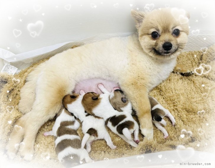 ポメラニアン　パンナママ子犬産まれました。男の子2頭・女の子2頭🐾｜井上　朋之(いのうえ　ともゆき)ブリーダー(岐阜県・パグなど・JKC/KCJ登録)の紹介写真9