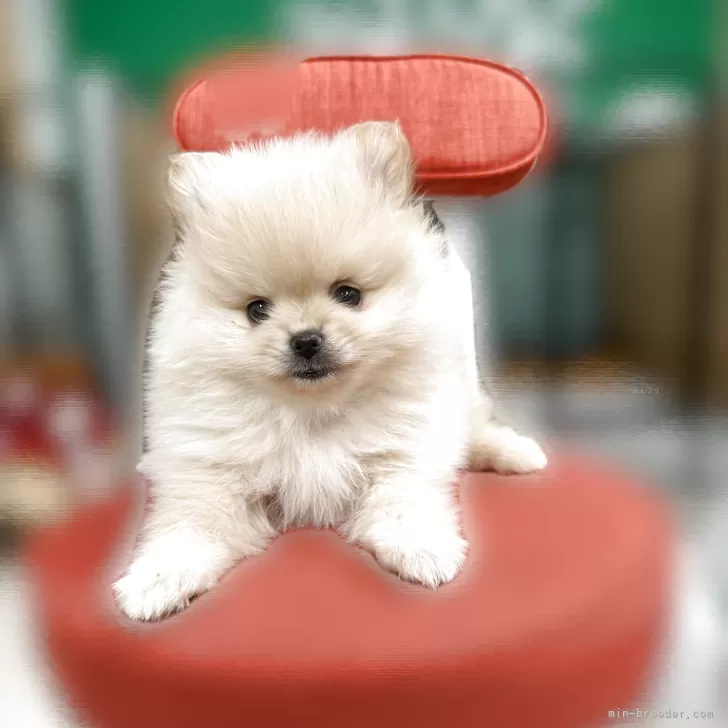 ID：2510-03066の子犬