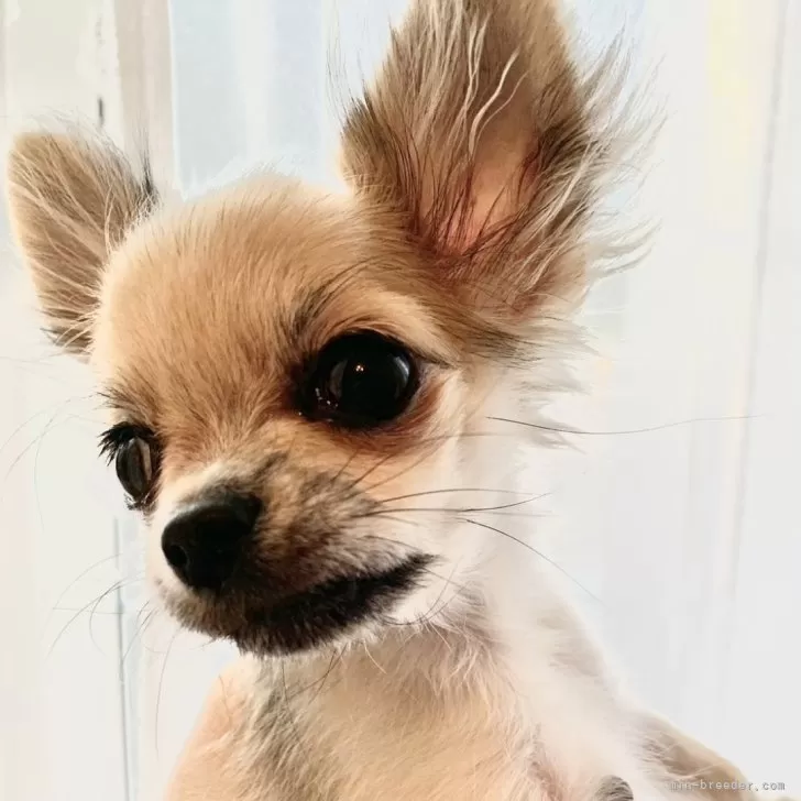ID:2411-07339の子犬