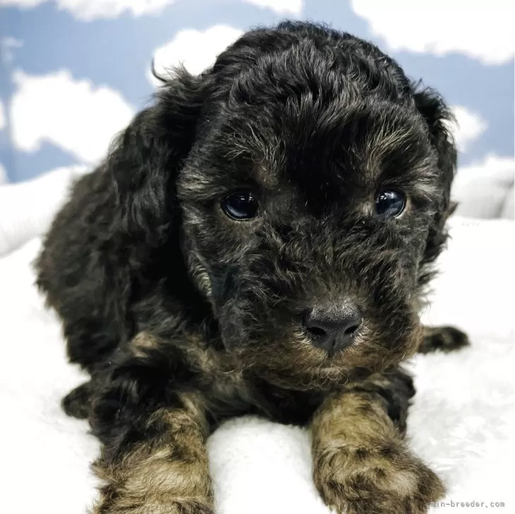 ID:2504-02160の子犬