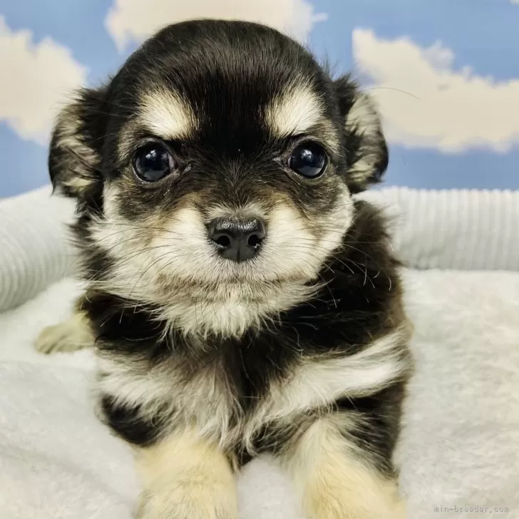 ID:2501-07011の子犬