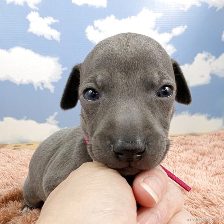 ブリーダー画像