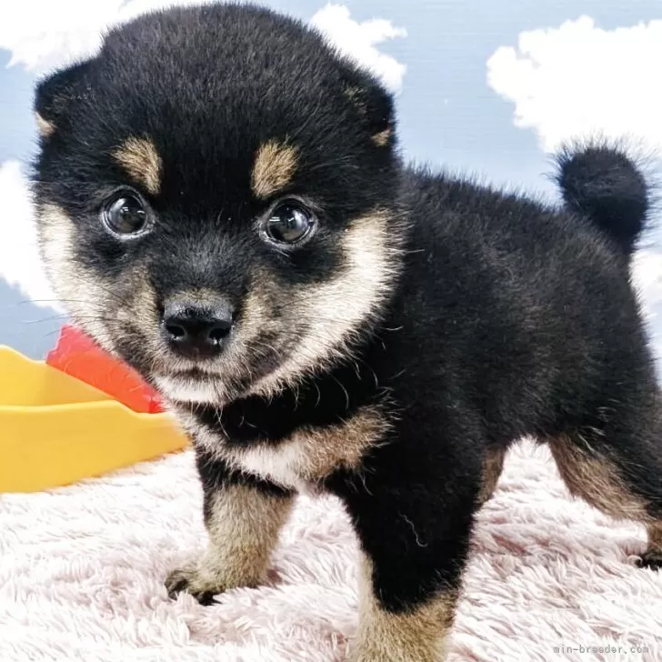 ID：2506-04269の子犬