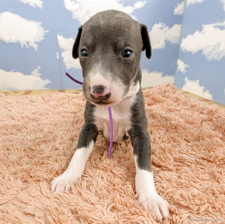 ブリーダー画像