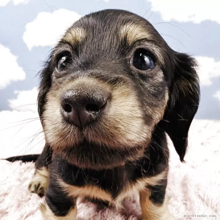ID:2505-04215の子犬