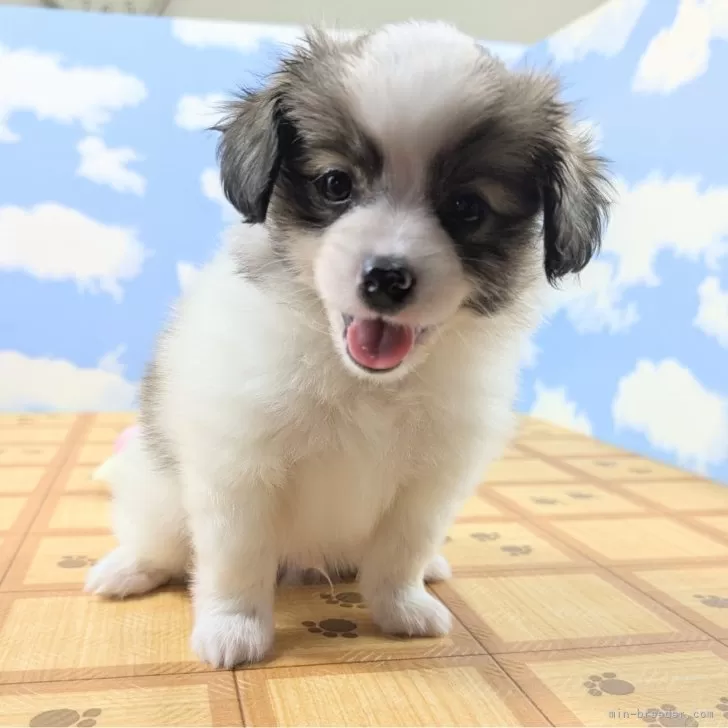 ID：2507-00570の子犬