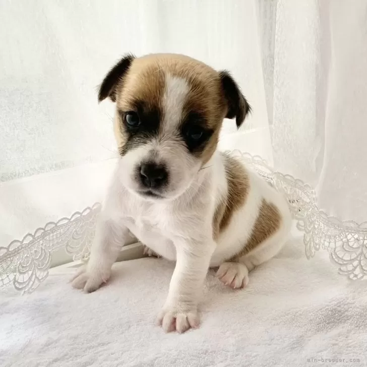 ID:2411-02758の子犬